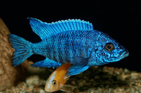 Top 100 Best Types Of Cichlids (and Picking the Right One) - Everything ...