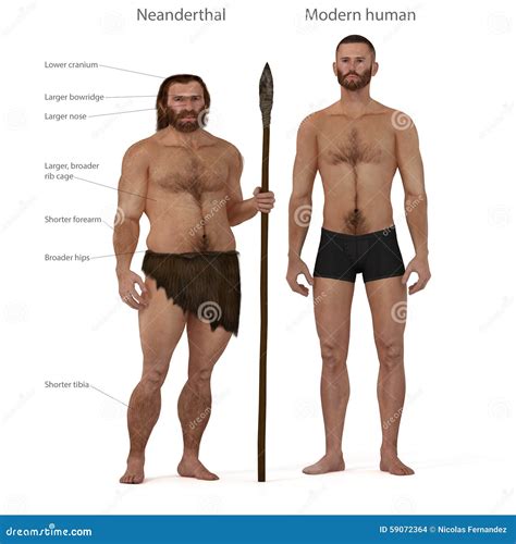 Neanderthal Vs Modern Human Stock Illustration - Illustration of fossil ...