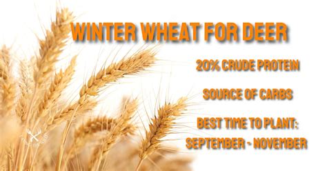 Winter Wheat vs Winter Rye For Deer - eatingthewild.com