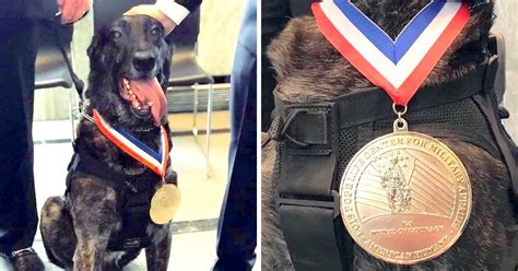 Four Military K-9s Receive K-9 Medal Of Courage, The Highest Honor For ...