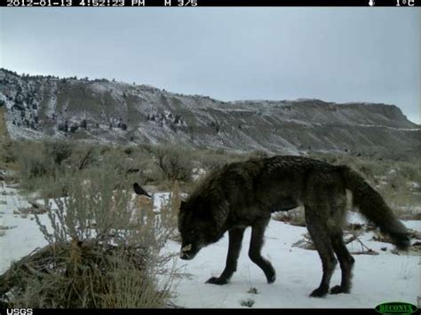 Yellowstone Wolf: Tracking the Packs