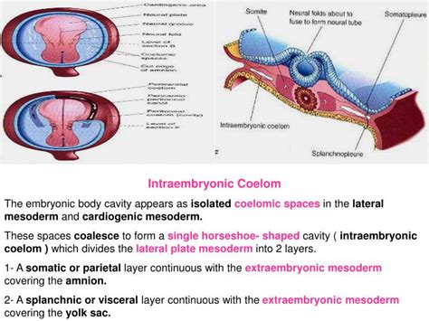 PPT - Mesodermal derivatives PowerPoint Presentation - ID:2962953