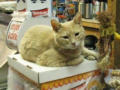 Meet Mayor Stubbs, The Cat Mayor Of An Alaskan Town - Business Insider