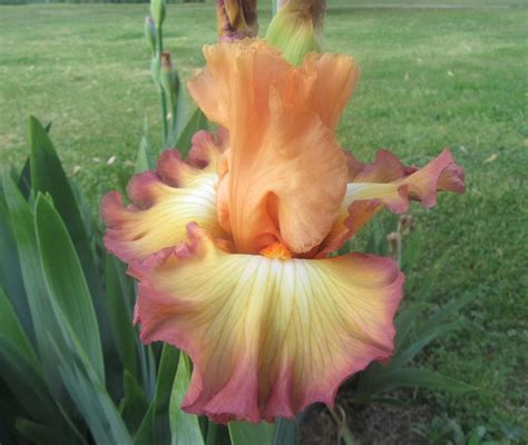 Tall Bearded Iris (Iris 'Oil Painting') in the Irises Database - Garden.org