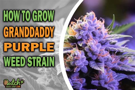 How to Grow Granddaddy Purple Strain - DSS