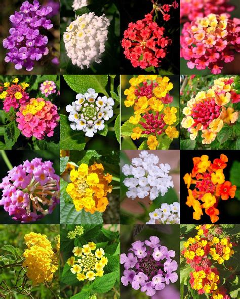 lantana mix shrub verbenas butterfly garden flower | Lantana plant, Plants, Flower pots