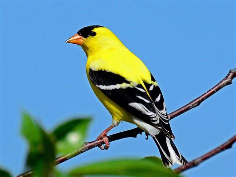 American Goldfinch Photograph by Rodney Campbell | Pixels