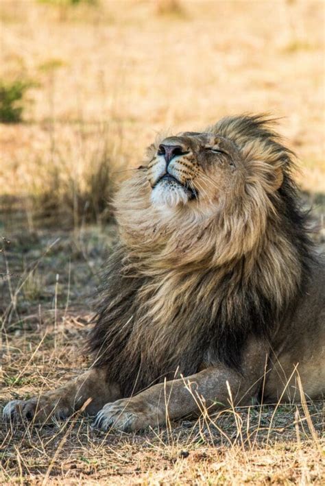 Lion As A Spirit Animal: Unleashing Its Deep Symbolic Significance | Spiritanimalguide.org