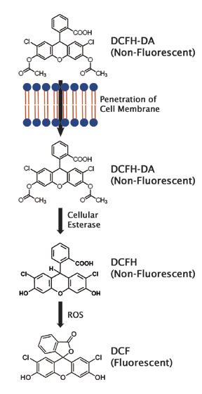 Intracellular ROS Assay