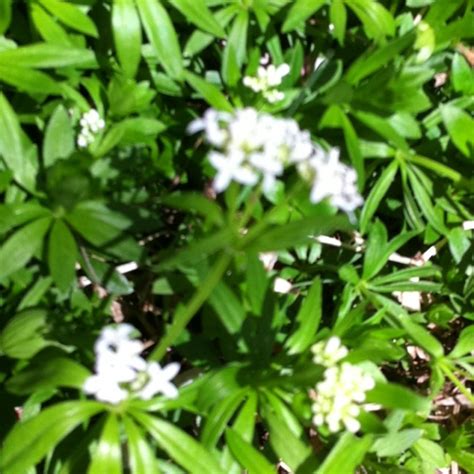 Sweet woodruff: fragrant ground cover for shady areas spreads well ...