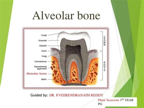 Alveolar Bone