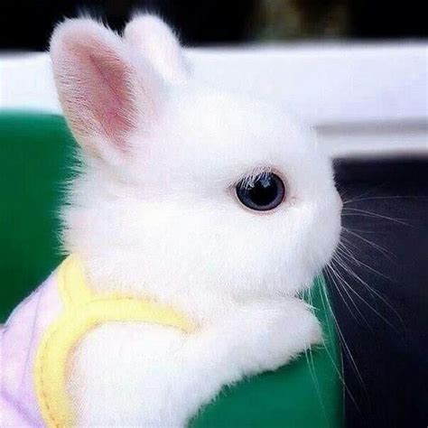 Cute Animals on Twitter | Cute baby bunnies, Cute baby animals, Baby ...