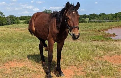 300+ Great Native American Horse Names | PetPress