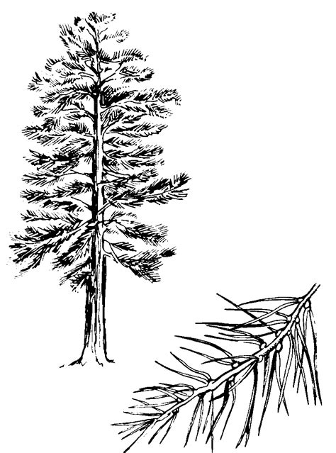 Pine Tree Outline - Cliparts.co