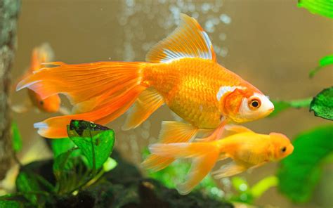 Goldfish Wallpapers - Wallpaper Cave