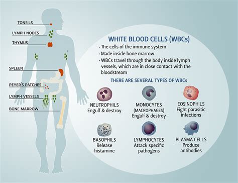 Immune System Cells And Functions