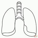 Human Lungs Worksheets  Coloring Home sketch template