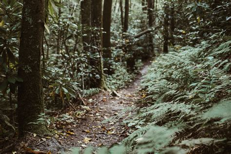 Old Salmon River Trail - Discover Mt. Hood