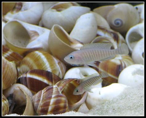 FS: Neolamprologus multifasciatus (Multis) - Aquarium Advice - Aquarium ...