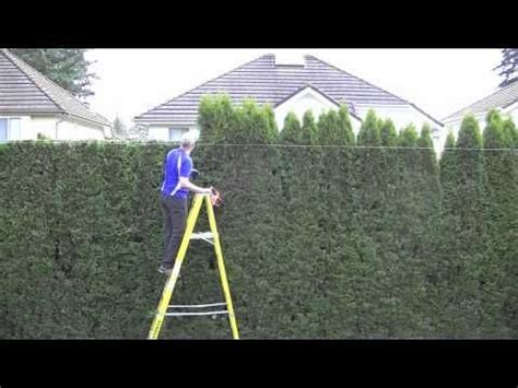 Trimming cedar hedge | Thuja green giant, Cedar hedge, Garden hedges