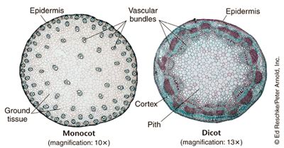 Herbaceous Dicot Stem Showing The External Features