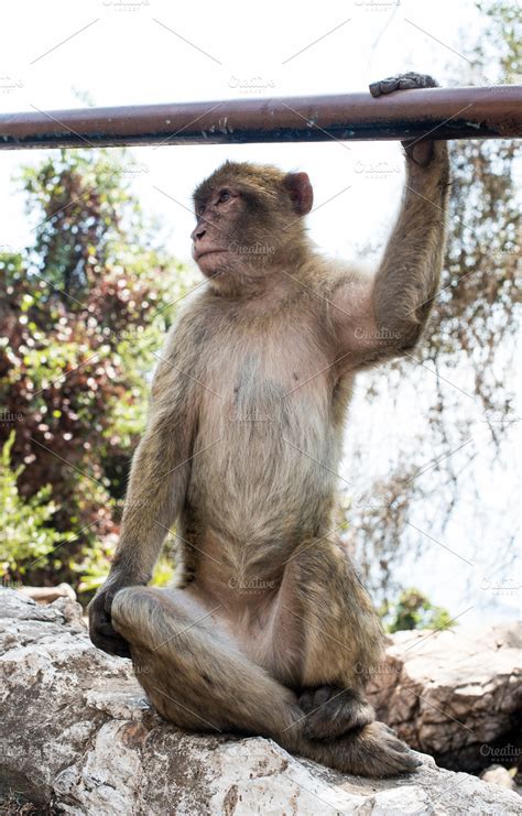 Barbary macaque monkey | High-Quality Animal Stock Photos ~ Creative Market