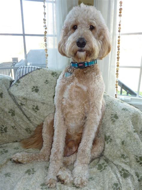 #goldendoodle #dogs #cute | Goldendoodle haircuts, Goldendoodle, Goldendoodle grooming