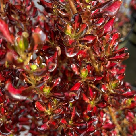 Coprosma Pacific Sunset - Springvale Garden Centre