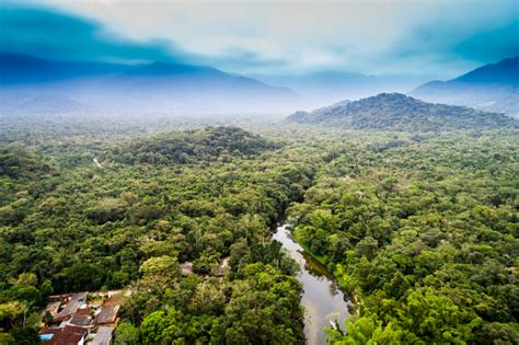 Aerial View Of Amazon Rainforest South America Stock Photo - Download Image Now - iStock