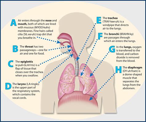 How is the human respiratory system works - Science - Life Processes ...