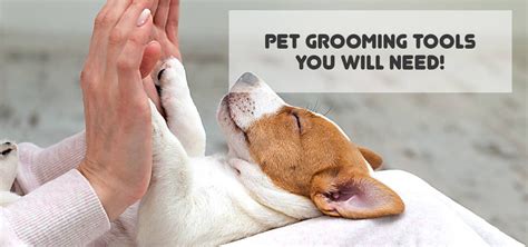 5 Pet Grooming Tools, Accessories or Equipment you will need! | Pet Grooming Blog – Pawpy Kisses