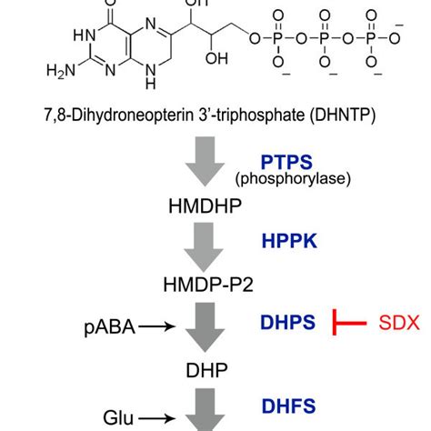 GCH1 reaction in the folate pathway of Plasmodium falciparum. Malaria ...