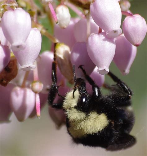 Yellow-faced Bumble Bee, Bombus vosnesenskii | Bee, Bumble bee, Bumble