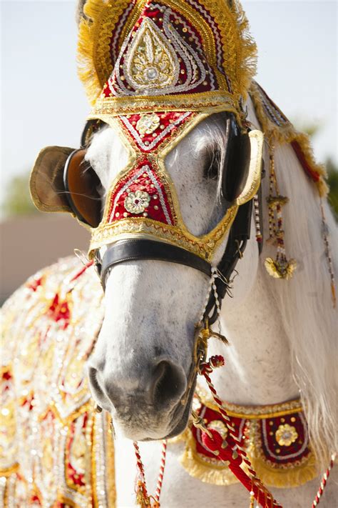 Decorated Wedding Horse