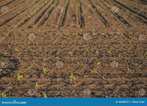 Cultivated Land Plants Stock Images - Download 8,660 Royalty Free Photos