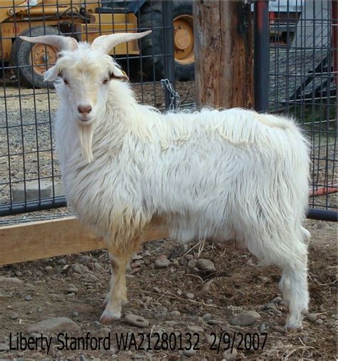 Expert Tips for Managing Breeding Bucks and Does of American Cashmere Goats