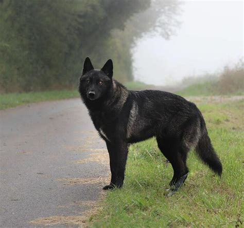 Black Wolf Dog Breeds