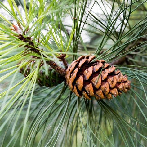 Pinus Ponderosa Needles