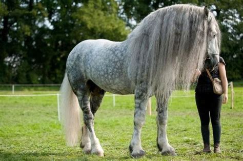 The slower you go the bigger your world gets • The Percheron is a breed of draft horse that...