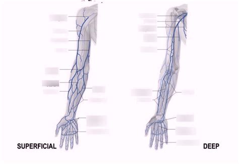 Upper Extremity Vein Anatomy - Explore Organs & Anatomy Diagram