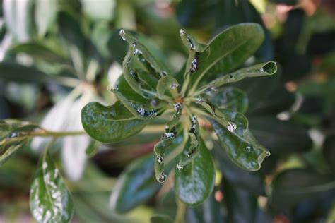 Psyllid injury to Japanese pittosporum (Pittosporum tobira) | Flickr - Photo Sharing!