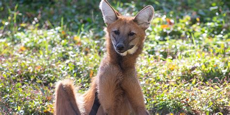 Maned wolf | Smithsonian's National Zoo