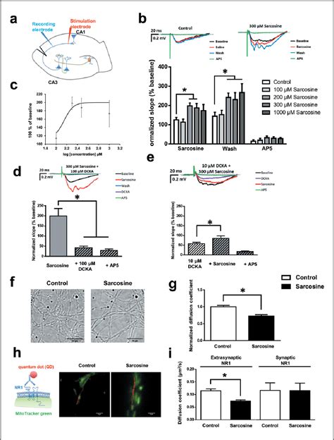 Figure 3 from Therapeutic potential and underlying mechanism of sarcosine (N-methylglycine) in N ...