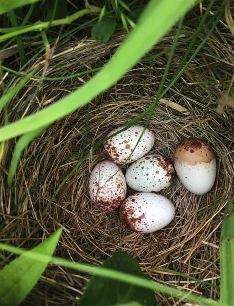 About Eastern Meadowlarks | Vermont Atlas of Life