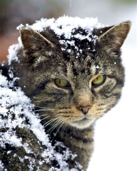 1000+ images about Snow cats on Pinterest | The depths, Snow and Kittens