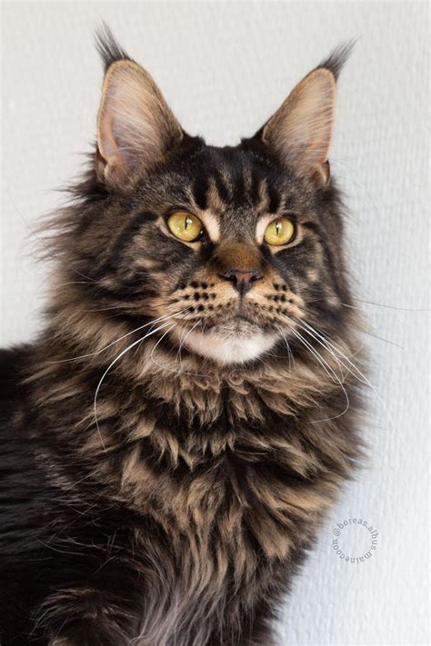 about maine coon cats ny: Black Maine Coon Cat Breeds