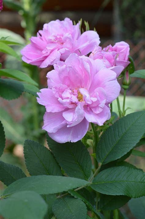 Grow Rosa Rugosa Roses for Fragrance, Beauty, and Hips Even in Zone3