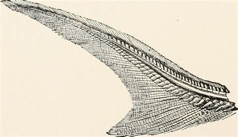 TYPES OF CAUDAL FINS - A Knowledge Point