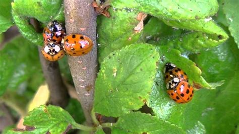 Ladybugs mating - YouTube