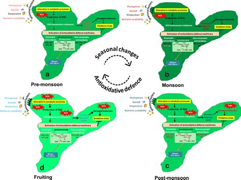 The schematic model of D. hirsuta displays changes in ecological ...